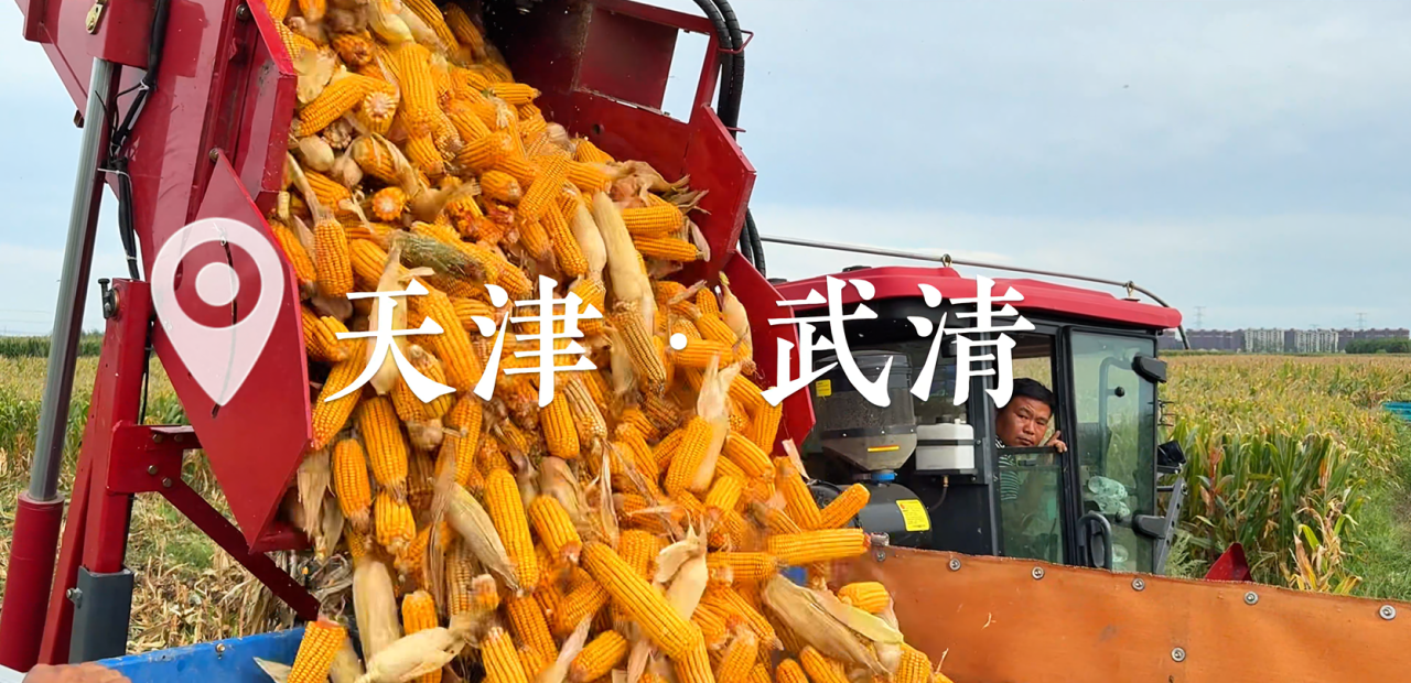 用戶說裕龍：跨區底氣，源自沃得玉米機的硬核實力