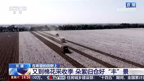 央視報道-直播沃得采棉機在新疆石河子棉田高效采收